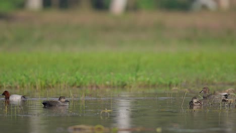 Gadwall-Duck-and-Common-Pochards-in-Wetland