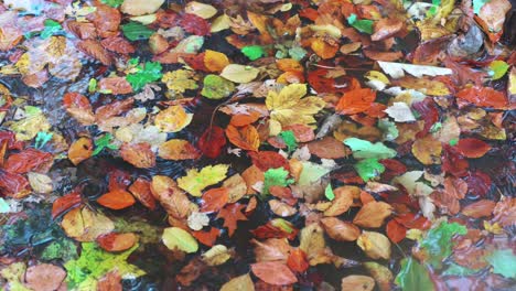 Wasserpfütze-Im-Herbst-Mit-Gefallenen-Blättern-Im-Regen-In-Zeitlupe,-Aufgenommen-Bei-4k-Bei-120p