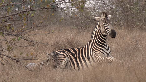 Zebra-Mare-stands-up-after-giving-birth-to-her-foal,-the-placenta-comes-away