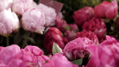 High-quality-slow-motion-video-featuring-light-and-dark-pink-peonies,-with-an-unreadable-sign-on-the-right