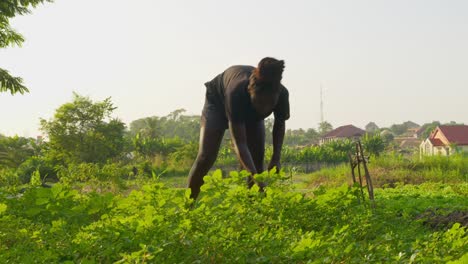 Schwarze-Bäuerin-Aus-Afrika,-Ghana,-Arbeitet-Im-Gemüsegarten,-Nahrungsmittelkrise-Im-Armen-Land-Afrika