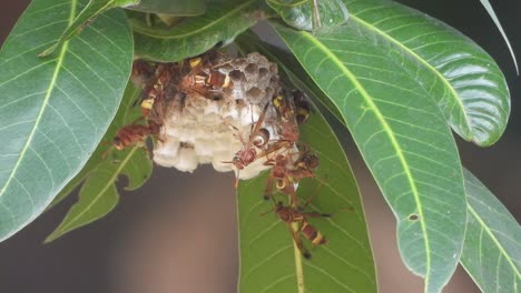Wasp-relaxing---nest---baby's-