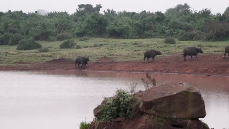 Cape-Buffalo-Bull-Herd-Near-River-In-Aberdare-National-Park,-Central-Kenya,-East-Africa