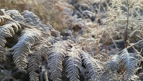 Frost-Bedeckt-Farnblätter-Aus-Nächster-Nähe,-Eingefroren-In-Der-Saisonalen-Ländlichen-Winterlandschaft