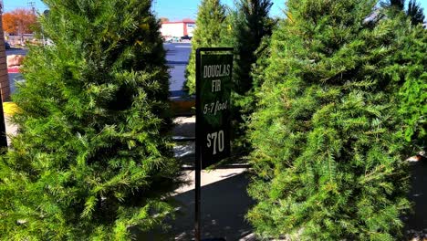 Freshly-cut-new-Christmas-trees-for-sale-with-sign-Douglas-Fir-5-7-foot-for-$70-with-cars-driving-by-in-background-as-camera-pans-up-the-green-trees---in-4K-30fps-slowed-half-speed