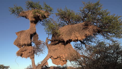 Ein-Akazienbaum-Ist-Vollständig-Von-Den-Nestern-Der-Geselligen-Webervögel-Bedeckt