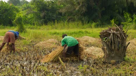 Team-Schwarzer-Bauern-In-Afrika,-Die-Während-Der-Erntezeit-Auf-Reisfeldplantagen-Arbeiten