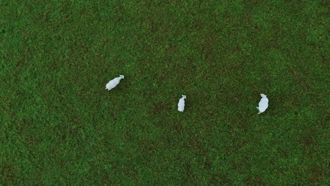 Aerial-shot-of-white-sheep-herd-peacefully-grazing-in-lush-green-pasture