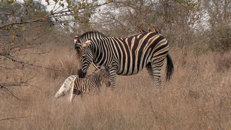 A-newly-born-zebra-foal,-the-umbilical-cord-and-birth-membrane-are-still-attached