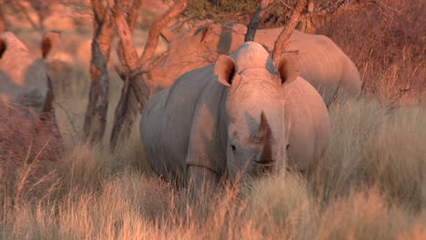 A-crash-of-white-rhinos-moving-towards-the,-camera,-dry-kalahari-under-an-orange-evening-sun