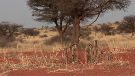 Eine-Kalahari-Landschaft-Mit-Einer-Erdmännchenfamilie,-Die-Sich-In-Der-Sonne-Sonnt-Und-Aufrecht-Steht