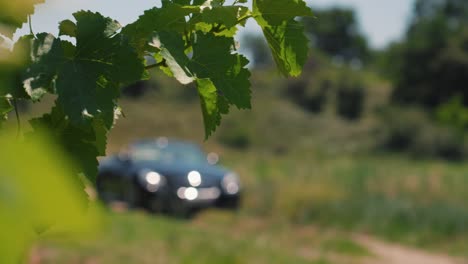 Slow-motion-shot-of-green-foliage-with-a-car-driving-in-the-background