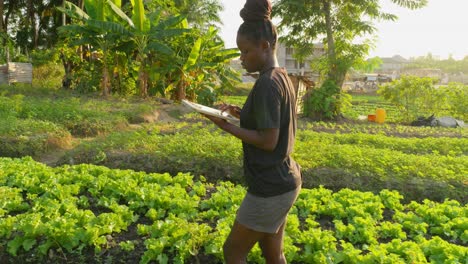 Schwarze-Afrikanische-Ingenieurin,-Die-Mit-Einem-Tablet-Laptop-Arbeitet-Und-Die-Plantagenfarm-In-Afrika-überprüft,-Konzept-Der-Lebensmittelkrise