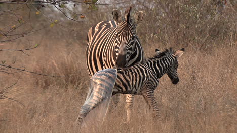 A-newborn-zebra-foal,-still-covered-in-its-birth-membrane,-takes-its-first-steps