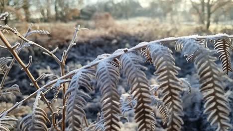 Frost-Bedeckt-Farnblätter,-Die-An-Einem-Sonnigen-Tag-In-Der-Saisonalen-Ländlichen-Winterlandschaft-Eingefroren-Sind