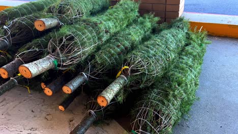 Nuevos-árboles-De-Navidad-De-Color-Verde-Brillante-Recién-Cortados-A-La-Venta,-Atados,-Envueltos-Y-Apilados-Sobre-Suelo-De-Concreto-Mientras-La-Cámara-Se-Desplaza-Sobre-Los-Fondos-Recién-Cortados-De-Los-árboles-De-Navidad---En-4k-30fps-Ralentizados-A-Media-Velocidad