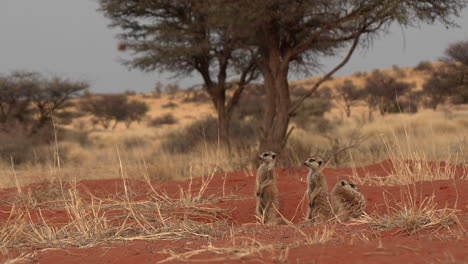 Eine-Kalahari-Landschaft-Mit-Einer-Erdmännchenfamilie,-Die-Aufrecht-Neben-Ihrer-Höhle-Steht