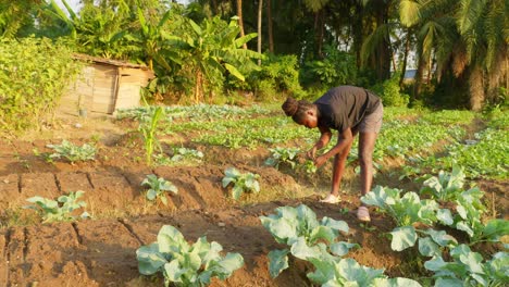 Schwarze-Afrikanische-Bäuerin,-Die-Allein-In-Einer-Gartenfarmplantage-Arbeitet-Und-In-Einem-Armen-Land-Lebensmittel-Anbaut-Und-Gegen-Nahrungsmittelkrise-Und-Inflation-Kämpft