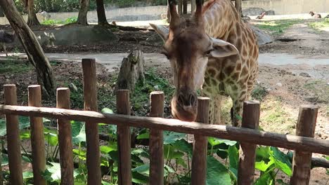 Little-girls-hand-feeding-Giraffe-at-zoo,-slow-motion-rear-view