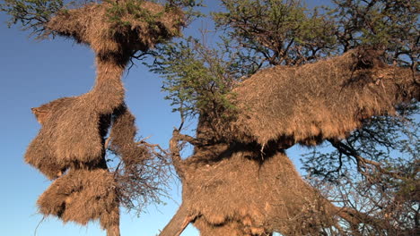 Close-up-of-the-large-sociable-weaver-nests-in-trees-in-the-kalahari