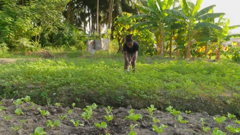 black-female-woman-farmer-shape-soil,-remove-weeds-using-a-hoe-in-land-field-planation-in-Africa