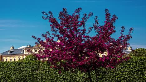 Zeitraffer-Eines-Baumes-Mit-Violetten-Blütenblättern-Am-Schloss-Rundale-In-Riga,-Lettland