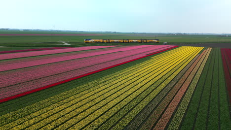 Aerial-view-of-tulip-field-with-passing-train-in-the-back,-The-Netherlands