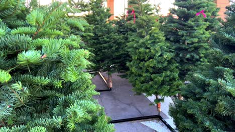 Freshly-cut-new-bright-green-Christmas-trees-for-sale-on-metal-stands-in-parking-lot-as-camera-pulls-dollies-backwards-through-Xmas-tree-needles-exposing-more---in-4K-30fps-slowed-half-speed
