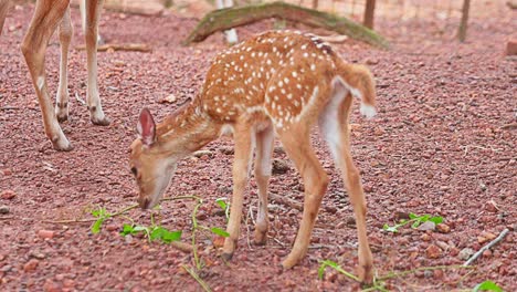The-baby-deer-tries-to-bite-the-plant-lying-on-the-ground-,Baby-deer-inside-the-Zoo-