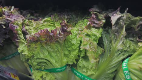Fresh,-green,-leafy-lettuce---close-up