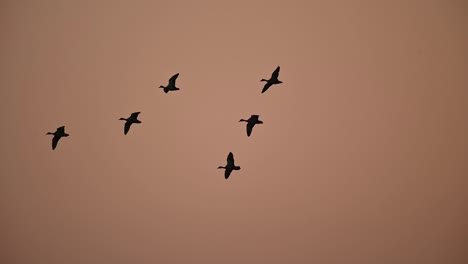 Flock-of-Ducks-flying-at-Dawn