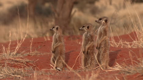 Meerkats-stand-upright-and-scan-the-environment-for-danger-from-predators