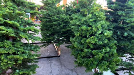 Nuevos-árboles-De-Navidad-De-Color-Verde-Brillante-Recién-Cortados-A-La-Venta-En-Soportes-Metálicos-En-El-Estacionamiento-Mientras-La-Cámara-Se-Desplaza-De-Derecha-A-Izquierda-Sobre-La-Parte-Inferior-De-Los-árboles-De-Navidad-En-El-Suelo---En-4k-30fps-Ralentizado-A-Media-Velocidad