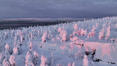 Aerial-view-of-sunlit,-pink-forest,-on-top-of-a-snowy-mountain,-sunrise-in-Finland
