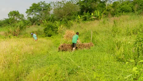 black-male-farmer-working-in-rice-field-plantation-durign-harvesting-season