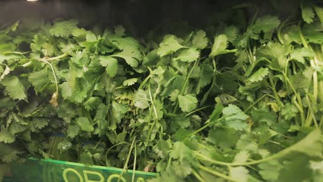 Organic-cilantro-at-a-supermarket-under-a-water-misty-spray-to-keep-fresh