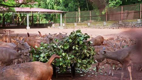 A-herd-of-deer-eating-leaves-straight-from-the-cart,-Herd-of-deer-eating-piled-leaves-,-The-leaves-are-chewed-,Sambar