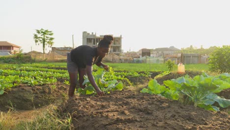 Mujer-Joven-Negra-Haciendo-Jardinería-En-Plantaciones-Agrícolas-Plantando-Nuevos-Alimentos-Vegetales-A-Base-De-Alimentos-En-El-Campo-Agrícola