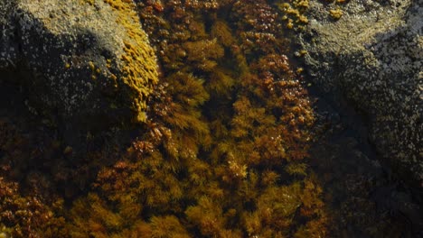 Looking-down,-male-standing-barefoot-on-rock,-coast-covered-in-brown-algae