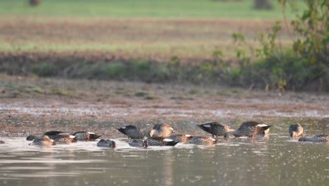Flock-of-indian-Spot-billed-Ducks-feeding-in-Pond