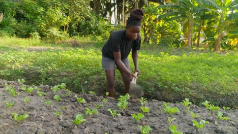 Agricultora-Negra-Mujer-Africana-Da-Forma-Al-Suelo,-Elimina-Las-Malas-Hierbas-Con-Azada-En-Plantaciones-De-áfrica