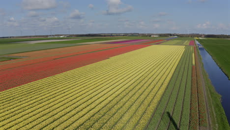 Aerial-view-from-drone-on-colorful-tulip-fields,-windmills,-wind-turbines-and-agricultural-work-in-Netherlands-countryside