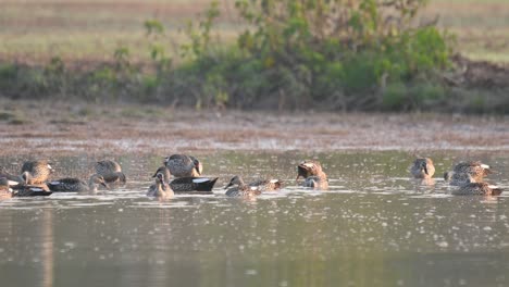 Flock-of-indian-Spot-billed-Ducks-in-Pond-in-Sunrise
