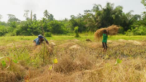 Team-Von-Landwirten,-Die-Während-Der-Erntesaison-In-Der-Reisfeldplantage-In-Afrika-Auf-Dem-Reisfeld-Arbeiten