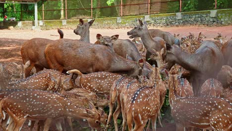 Deer-and-Sambar-are-fed-in-the-zoo,-A-herd-of-deer-eating-a-pile-of-fodder,-A-herd-of-deer-chews-the-leaves
