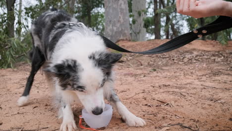Australian-shepherd-dog-cools-off-by-licking-ice-from-a-bowl-after-a-summer-walk-in-the-woods