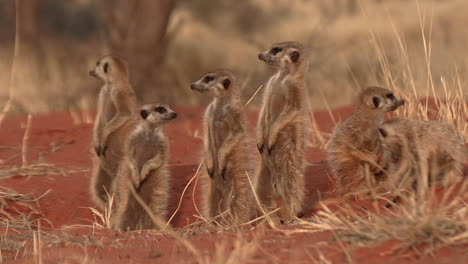 A-family-of-meerkats-standing-upright-and-basking-in-the-sun-in-the-kalahari