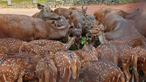 Deer-of-the-two-species-joined-together-and-chewing-the-leaves-,-Herd-of-deer-chewed-the-leaves-piled-up-inside-the-zoo-,Sambar