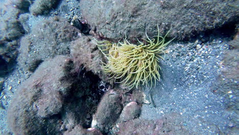 Underwater-up-close-ocean-moss-off-the-coast-of-Malaga,-Spain
