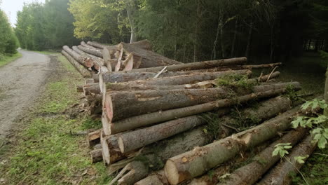 Witness-the-stark-reality-of-deforestation-as-trees-fall-in-the-forest
